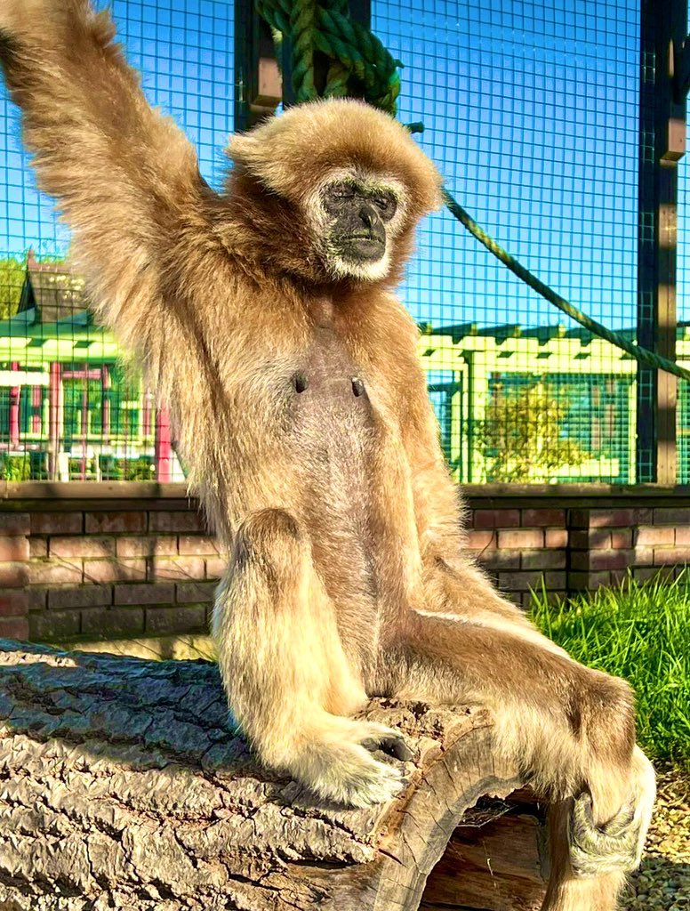 MonkeyIOW's tweet image. Sunshine meditation with Somer🧘💛

#meditation #sunshinetherapy 
#sanctuary #goodforthesoul #largibbon #isleofwight