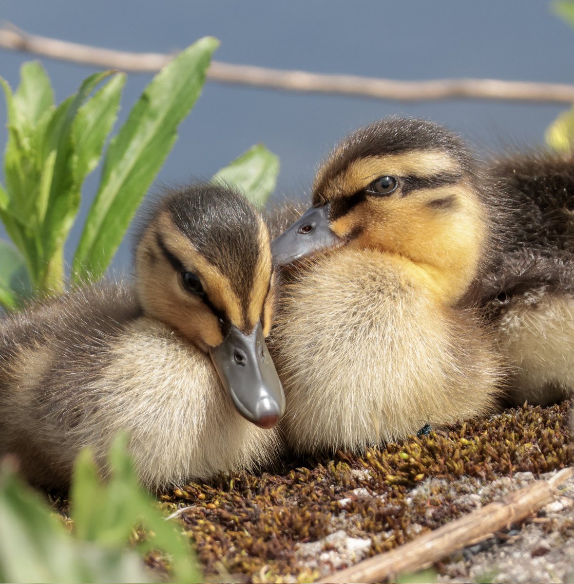 Ducklings!! 😍