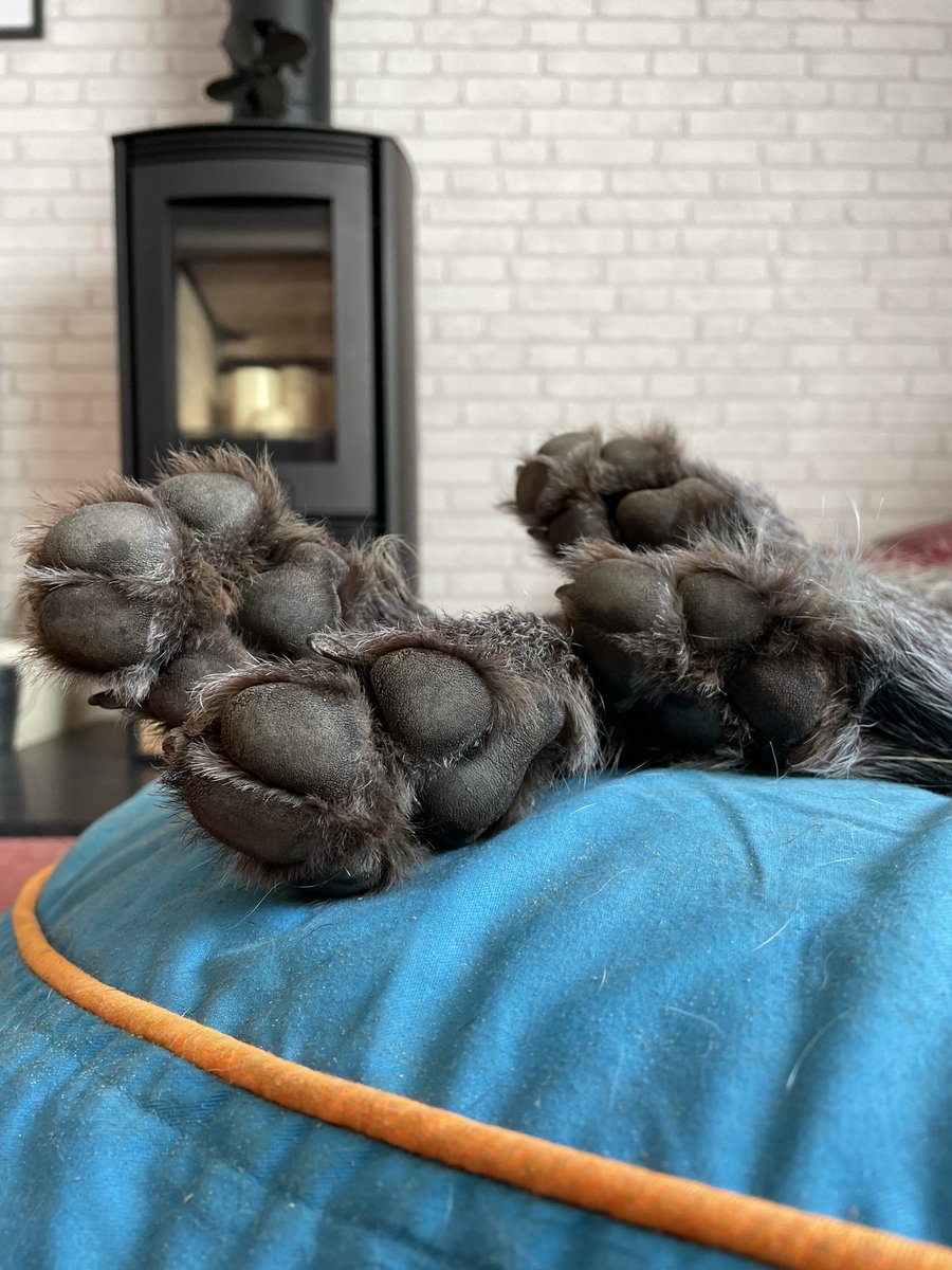 After a fun time on the beach #sleep #paws #happy #pawsup #weekend #saturday #vibe @barkaparkauk #comfy #recharge #dog #dogsofinstagram #dogsoftwitter