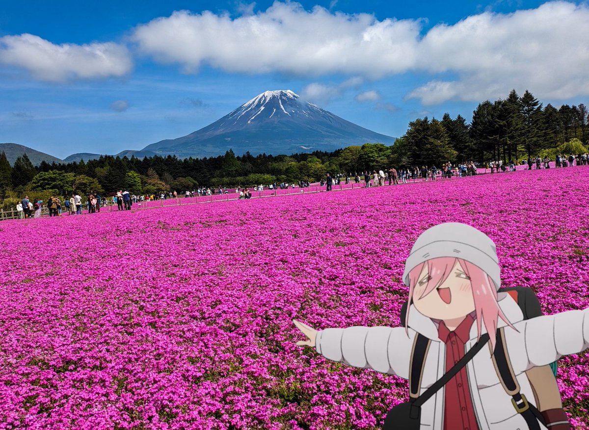 富士本栖湖リゾートの富士芝桜まつり会場に来ました🗻🌸(＝∪＝✨)満開じゃよー✨✨✨