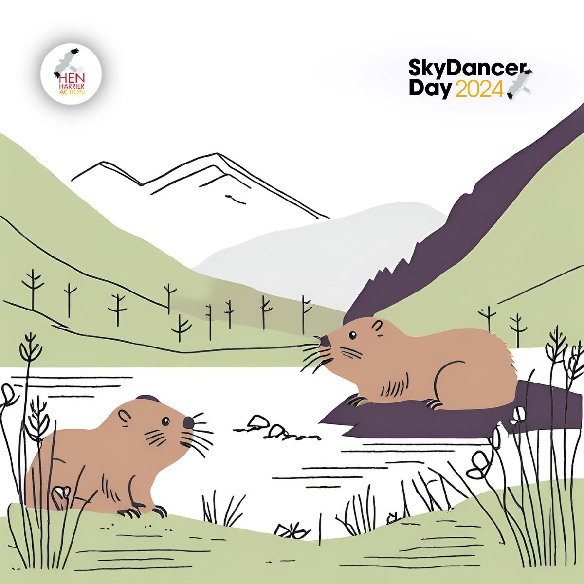 There was a great film on the @RSPBScotland Beaver reintroduction scheme at Insh Marshes, Cairngorms during #SkyDancerDay2024 last week.

📺Rewatch the film here: youtube.com/live/kNnVDdcYE…