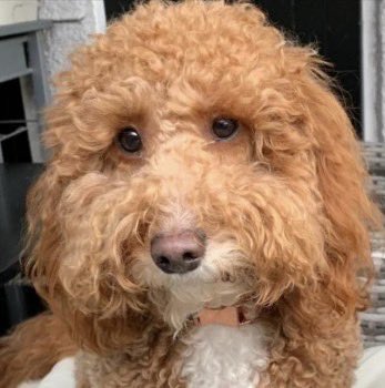 MABEL REUNITED 🐾❤️🐾. Update on Doglost link from Amanda - Area Volunteer - Wiltshire Mabel was safely secured by myself earlier this evening not far from where she went missing but was hidden well. doglost.co.uk/dog-blog.php?d…