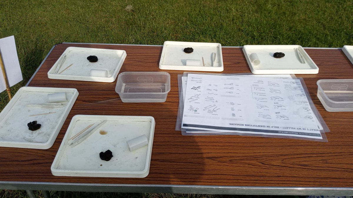 Today Anna from the education team is at Lower Grange Farm for the Beaver and Cub Adventure Days weekend. Anna’s Running owl pellet dissecetion activity! More about our education programmes 👉 kentwildlifetrust.org.uk/support/educat…