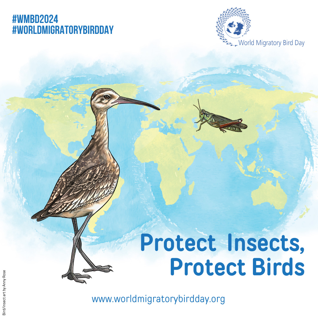 Insects provide the necessary energy for migratory birds, as they contain remarkable nutrients, providing birds with protein-dense, high-energy sources of food. #ProtectInsectsProtectBirds - learn more on this year's #WorldMigratoryBirdDay 2024 theme! ➡️worldmigratorybirdday.org