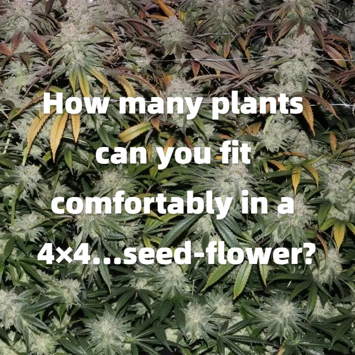 🧐How many plants can you fit comfortably in a 4×4…seed-flower? 🥳Looking forward to sharing with us!💚👇 #Spiderfarmerled #Giveaways #Cannabis