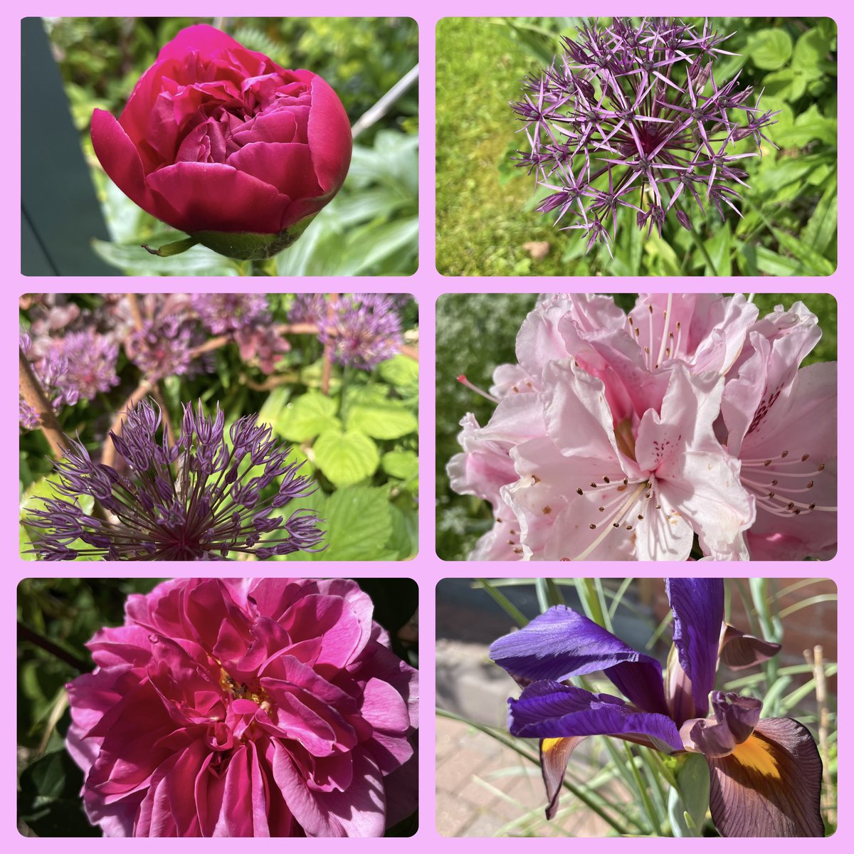 It’s gone full summer in the garden this week! So a May #SixOnSaturday has roses , peonies and alliums giving plenty of colour.