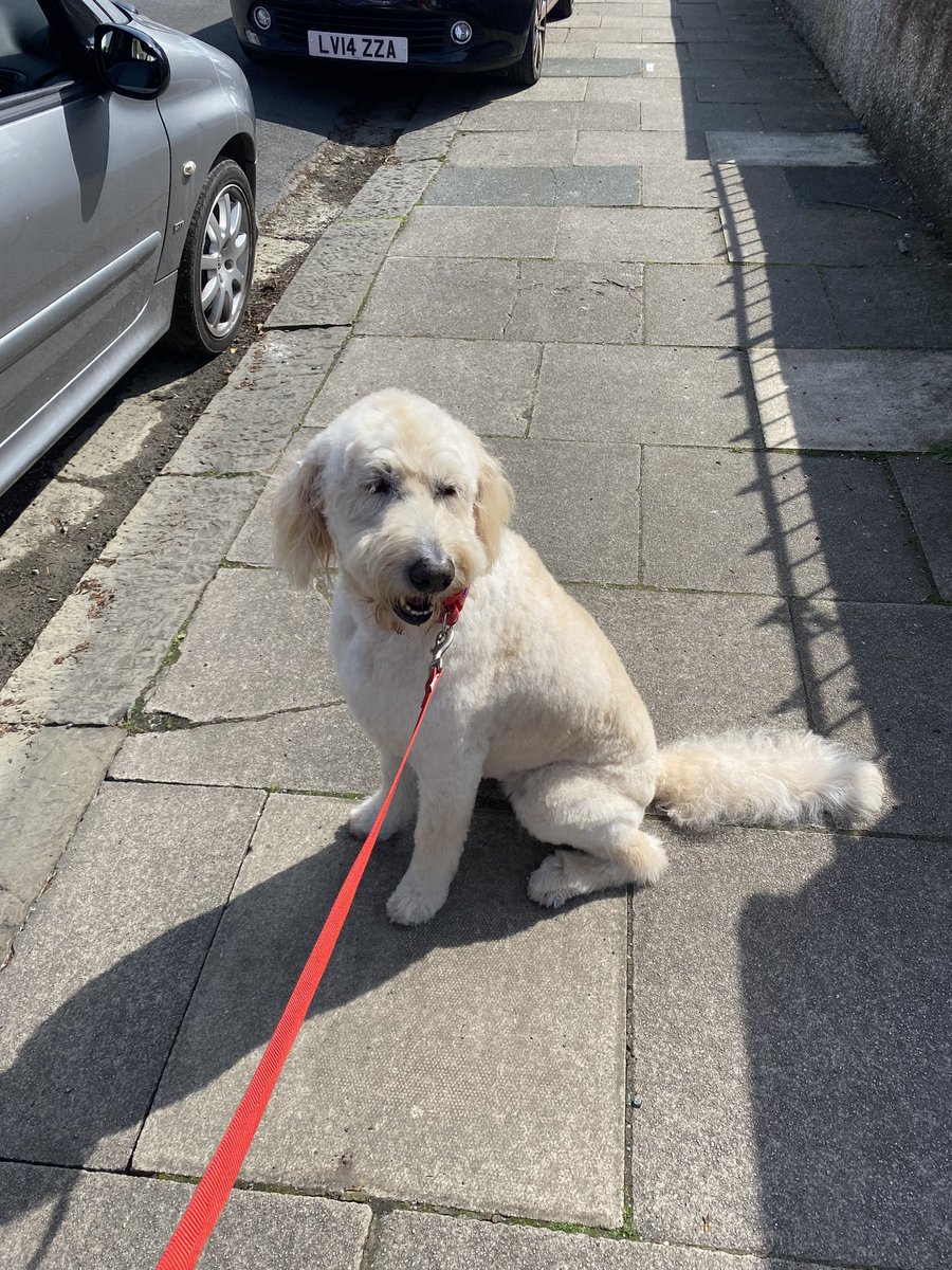 Big Asher had been for her haircut after missing her last one due to me having a hangover!!! Nice and skinny again!!! #Goldendoodle