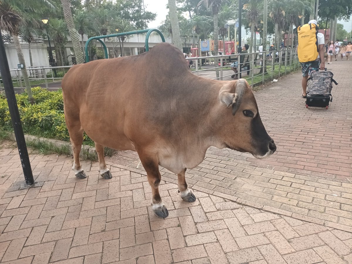 西貢市仍然係動物世界