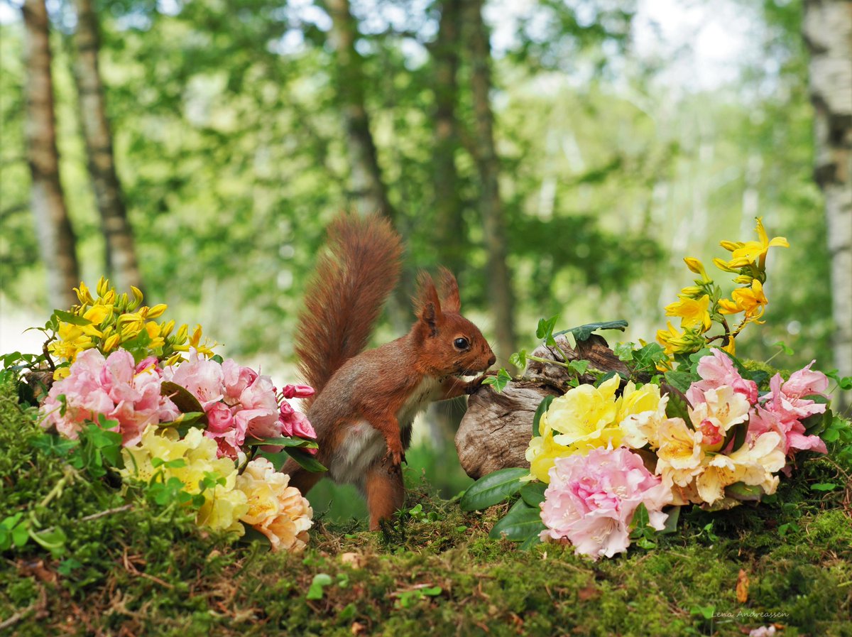 Happy Saturday from the beautiful forest 😍 Now it's blooming so beautifully and Lillemor was so happy with this year's flower garden 😍🐝😍 Jæren Norway 11 May 2024 @ThePhotoHour #Flowers #squirrel #SaturdayVibes