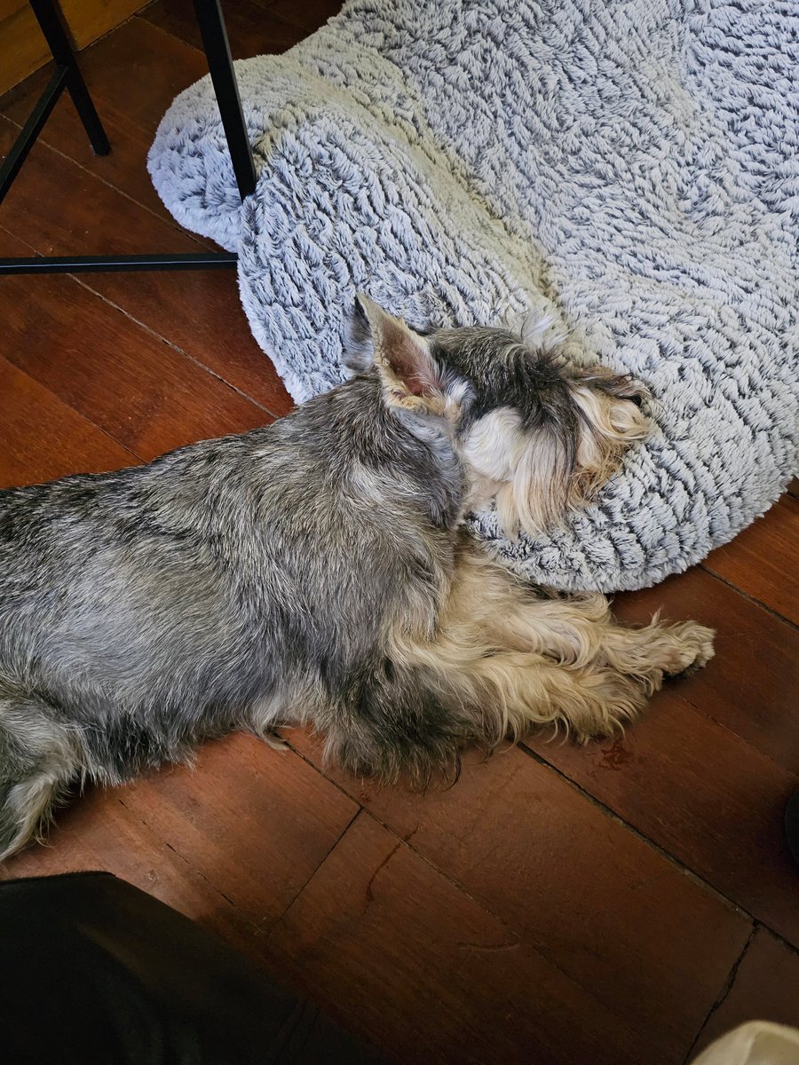 Totally exhausted after the obedience training this morning 😴

#SchnauzerGang #tired #sleeping