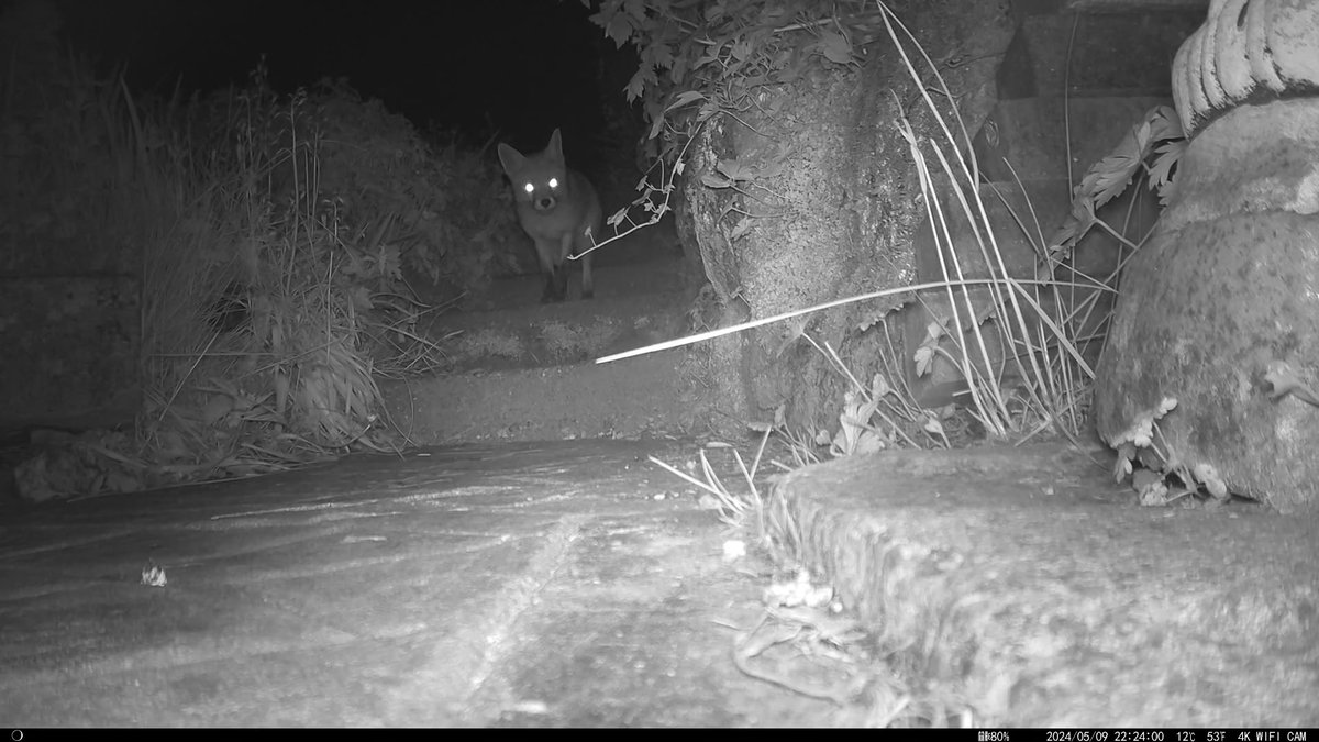 Fox comes to our Grantham garden every night.