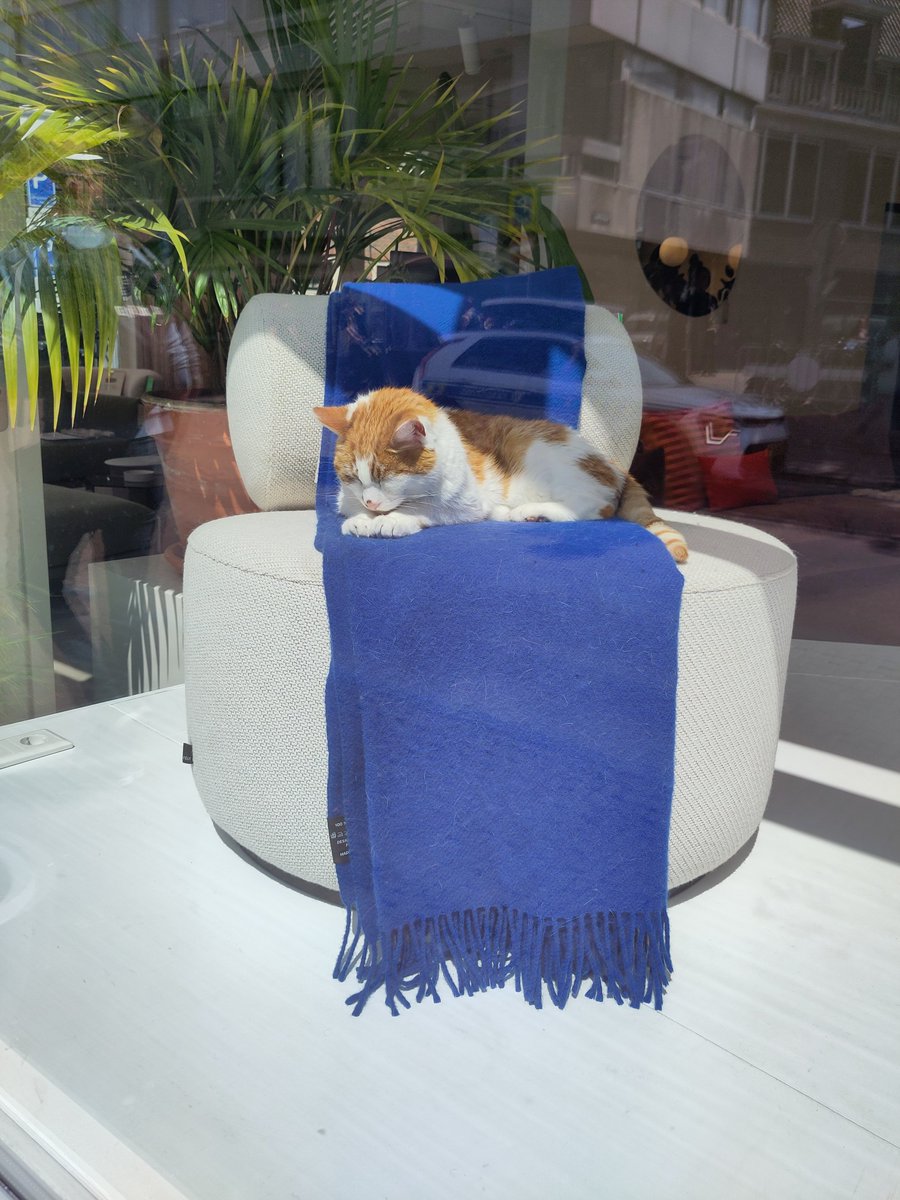 The cat that lives in the posh sofa shop continues to have the time of her life