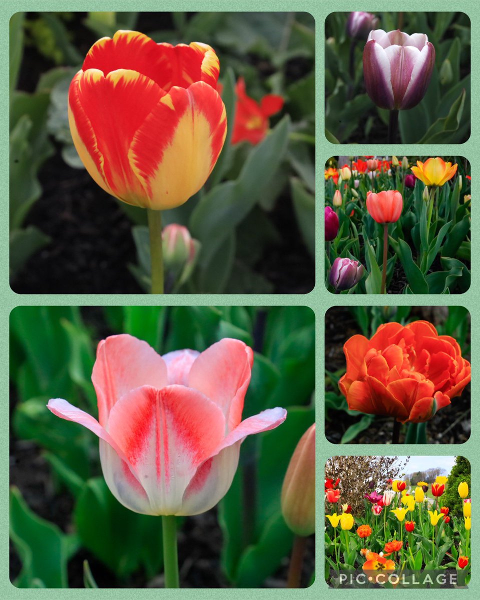 Hi #sixonSaturday #Spring2024 #GardenersWorld