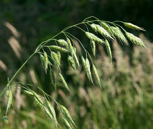 If this is your year for learning grasses, then here is a good one to get to grips with. This is Bromus hordeaceus subsp. longipedicellatus. It flowers now (much earlier than the common subsp.) and in more ruderal habitats. At least 4 pedicels are longer than their spikelets.