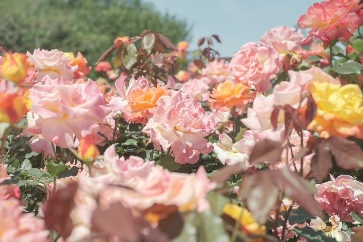 今日は早起きしてバラ園に。
爽やかな青空と満開のバラを愛でる贅沢な朝でした。華やかな香りも風に乗ってきていい気持ち。