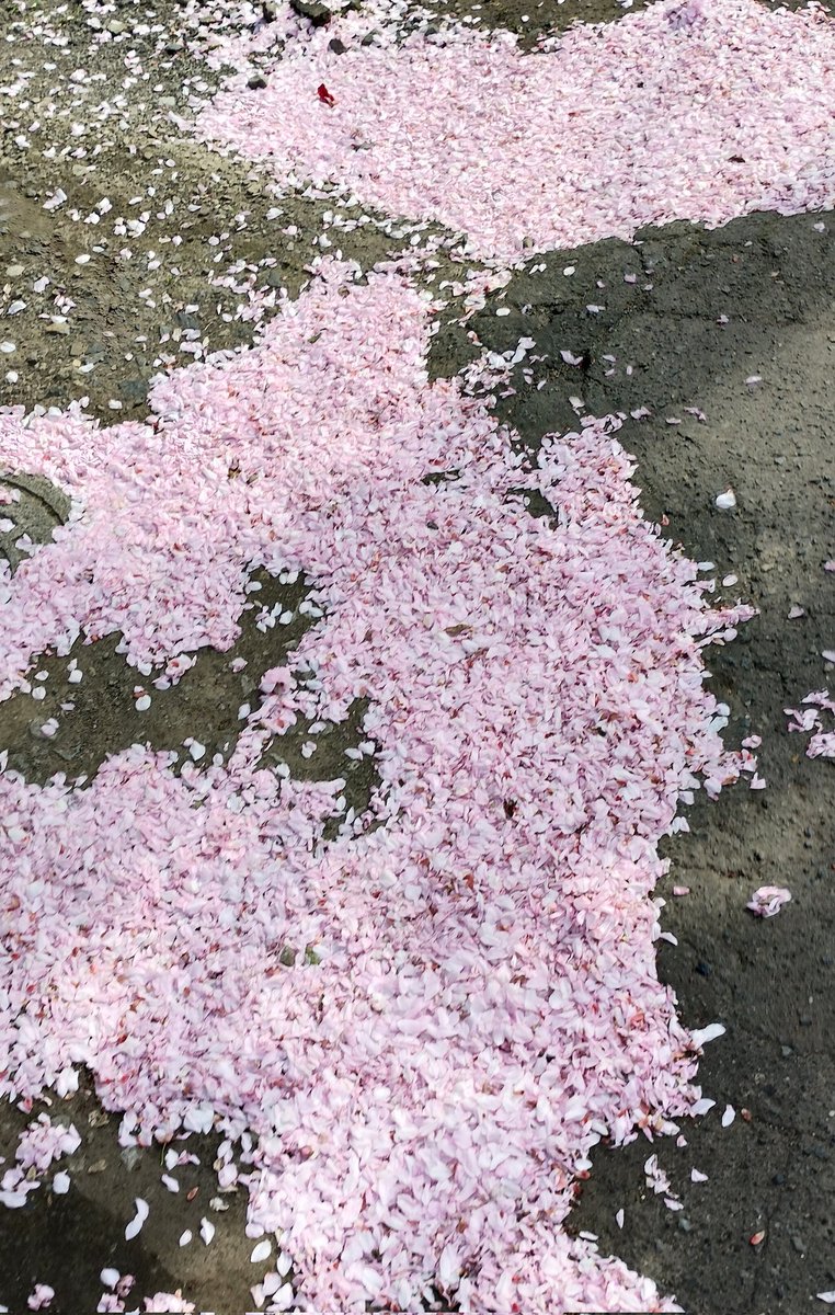 桜の絨毯🌸🥲