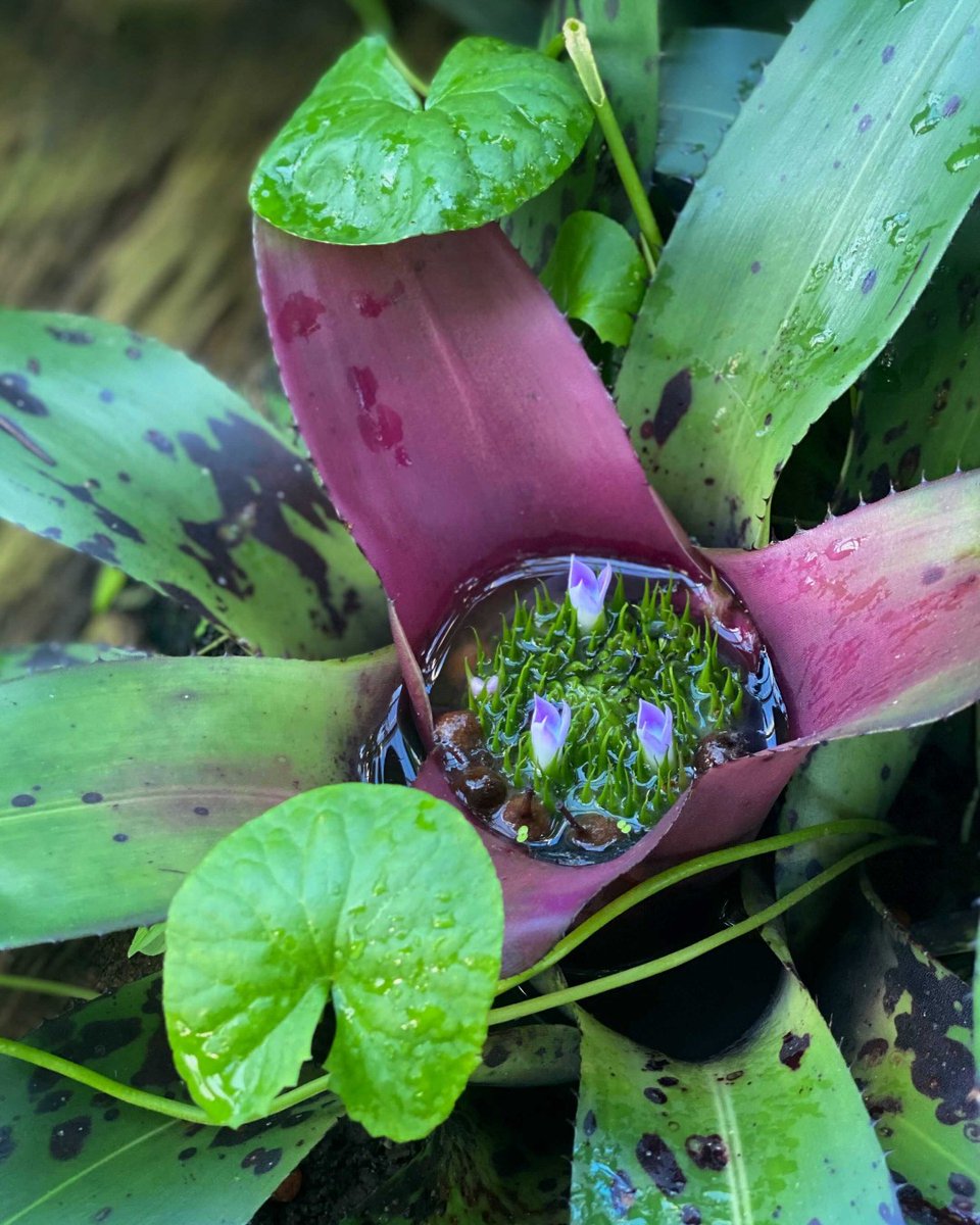 Did you know that some Bromeliads create micro-habitats for local fauna? They hold water in their centre which can then become homes for animals such as tree frogs, snails and flatworms 🐸 📌 Princess of Wales Conservatory