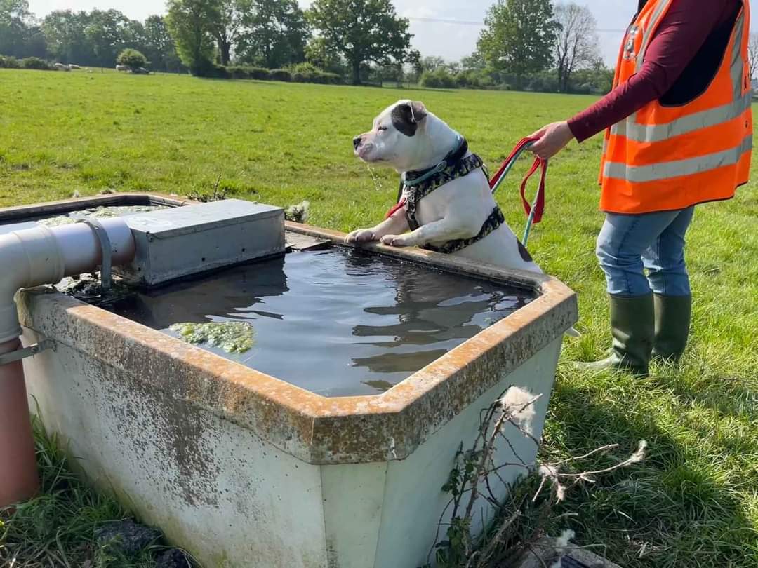 It so hot today that Dotty took it upon herself on her walk this morning to find a watering hole, think she did quite a good job, don't you!? 😅😍♥️
#staffiesaturday #TeamZay #seniorstaffy #rescuedog ♥️
seniorstaffyclub.co.uk