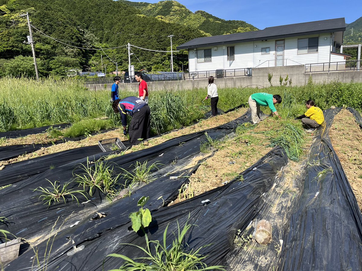 【静岡県西伊豆町活性化活動5月派遣隊が始まりました】

　学生14名、事務局1名、OBOG3名の計18名が、耕作放棄地を再生して活用した畑｢あめみや農園｣にて雑草抜きをしました。

#地域活性化 #静岡県 #西伊豆町
