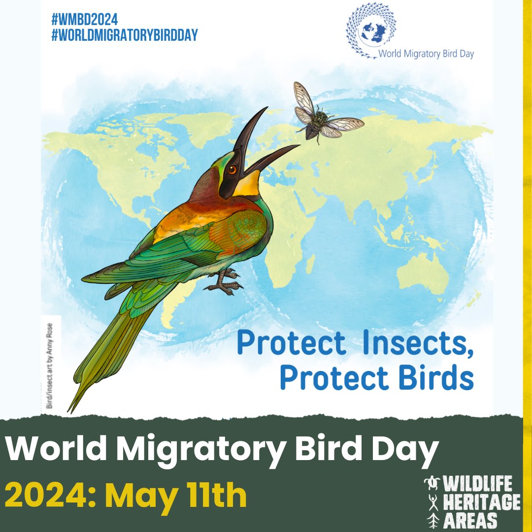 Happy World Migratory Bird Day (May 11th).

This year, World Migratory Bird Day focuses on the importance of #insects for migratory #birds & highlights concerns related to decreasing insect populations. Protect insects, protect birds!

#WMBD2024 #WorldMigratoryBirdDay #Fornature