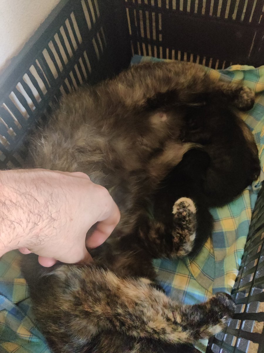 Y dos panteritas spawnearon