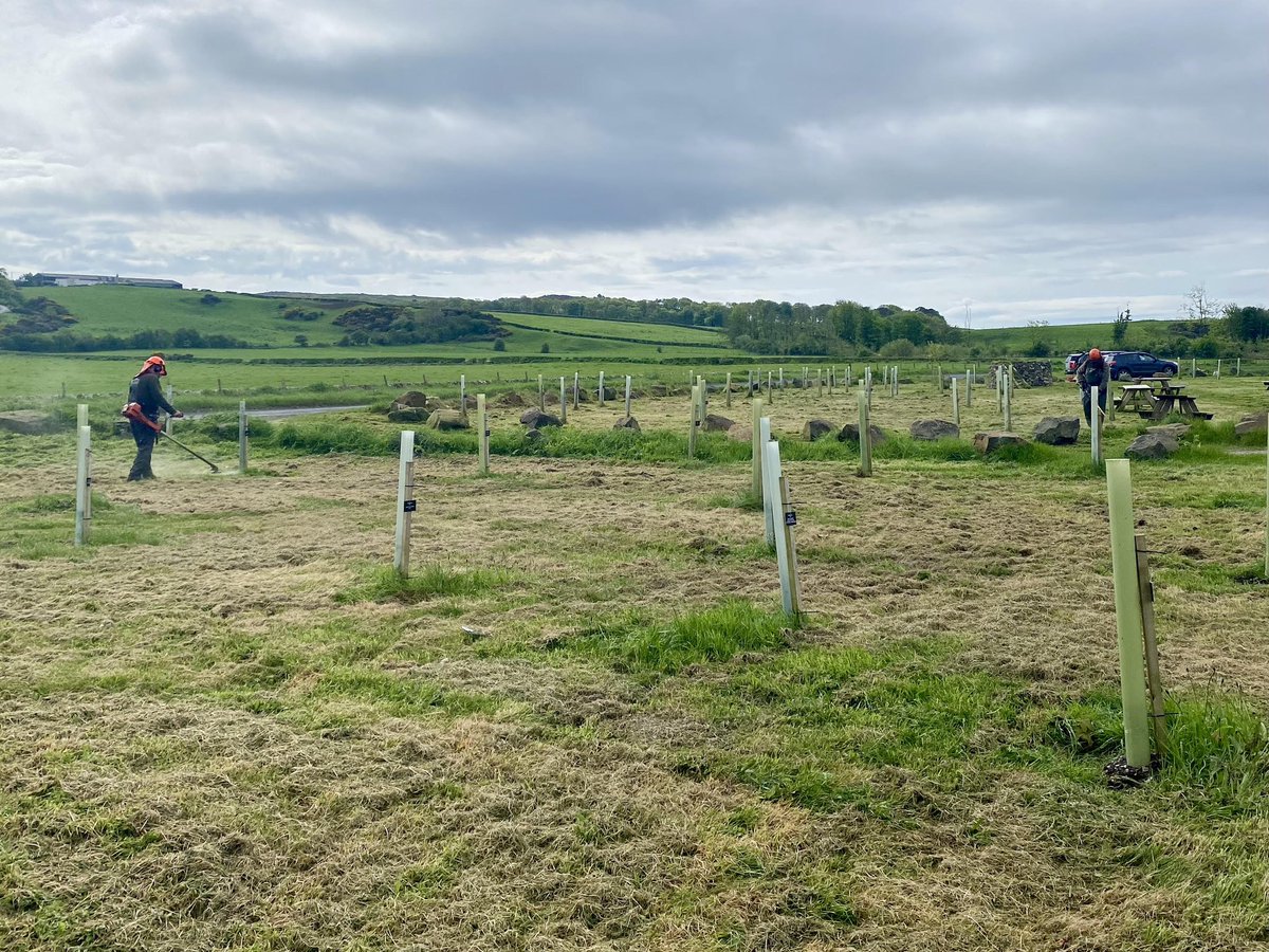 Volunteers keep the Ettrick Bay Memorial Garden looking it’s best
It’s early days for the trees planted in the new garden but the grass certainly grows quickly. Conservation Trust volunteers have been cutting and strimming to keep the garden looking good for locals and visitors.