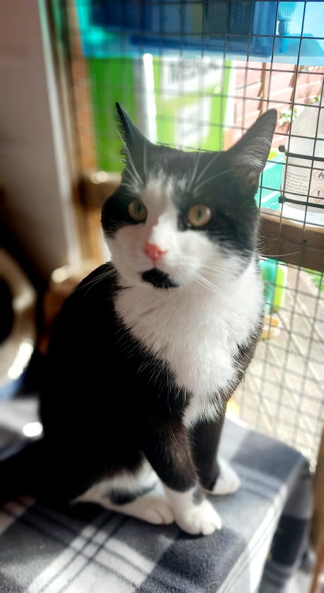 Felix has found his forever home and gone from the rescue today ❤️ have a great new life Felix 
#CatRescue #TogetherWeCan #AdoptDontShop
