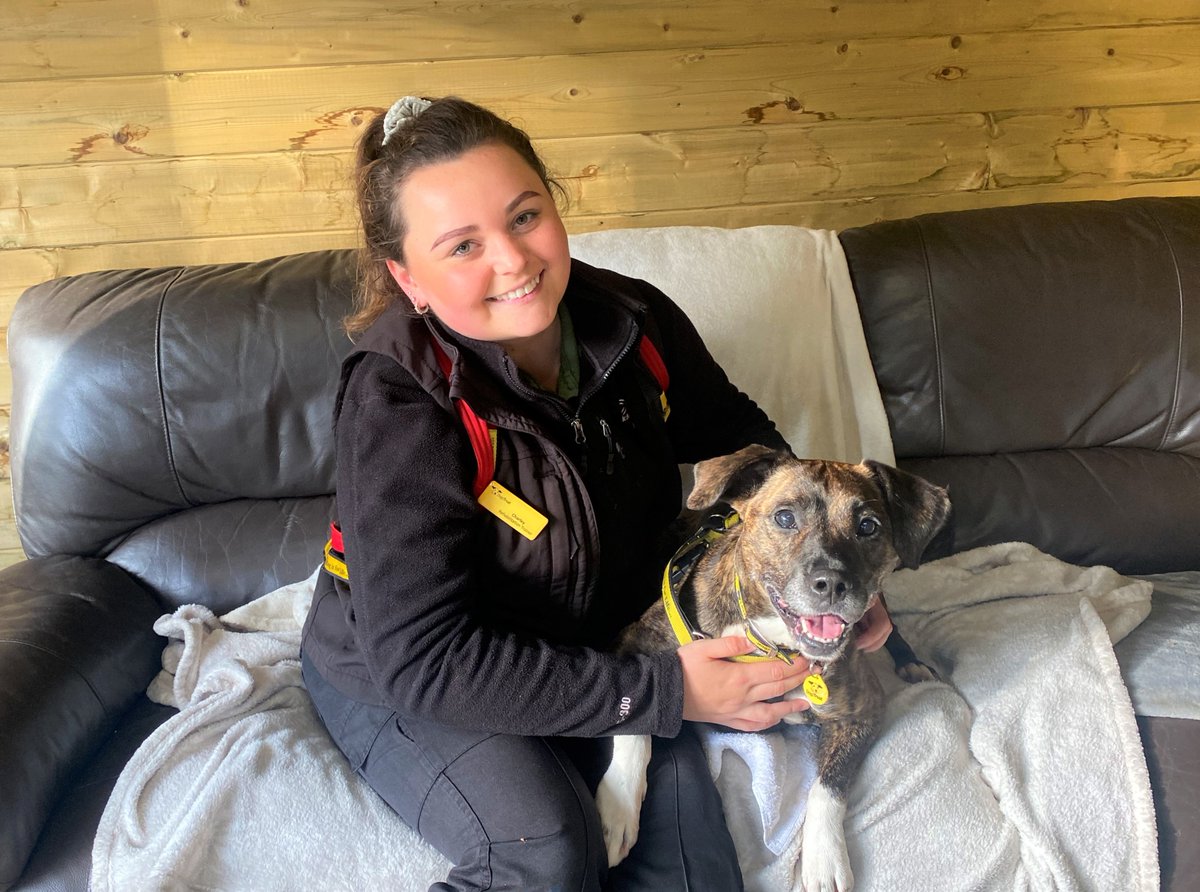 Annabelle is a 3-year-old Staffy cross🐶

She is very affectionate and loves nothing more than a snuggle on the sofa with her family🥰💛

If you are looking to adopt her🐾apply now and add her to your favourites!

bit.ly/3CVvTCC

#AdoptDontShop @dogstrust