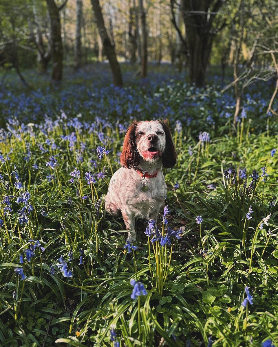 Bluebell season is coming to an end soon! Did you know that the UK is home to more than half the world's population of bluebells? This protected plant is extra special sight. 📷eu1.hubs.ly/H092zTz0, scotlandbyannamartin, littlescottishadventures