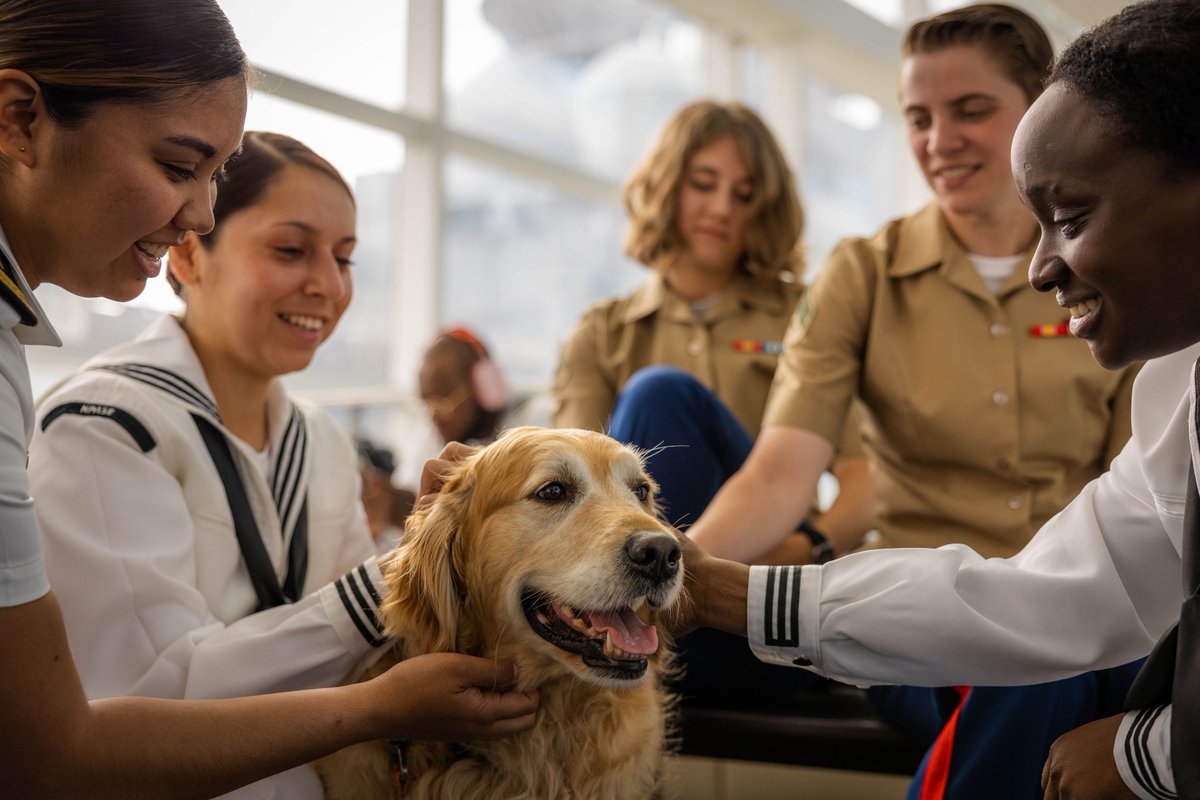 U.S. Navy Sailors and Marines pet “Jax”, a golden retriever, at the cruise terminal at PortMiami during Fleet Week Miami, 7 May. U.S. Navy (Aaron Lau)