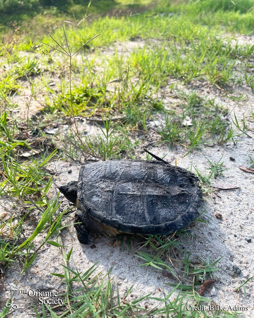 Blake, our Longleaf Stewardship Center Manager, encountered this juvenile #BoxTurtle and Common #SnappingTurtle crossing the road within a mile of each other. After photos, he moved them off the road in the direction they were headed, so they could continue on their adventures.