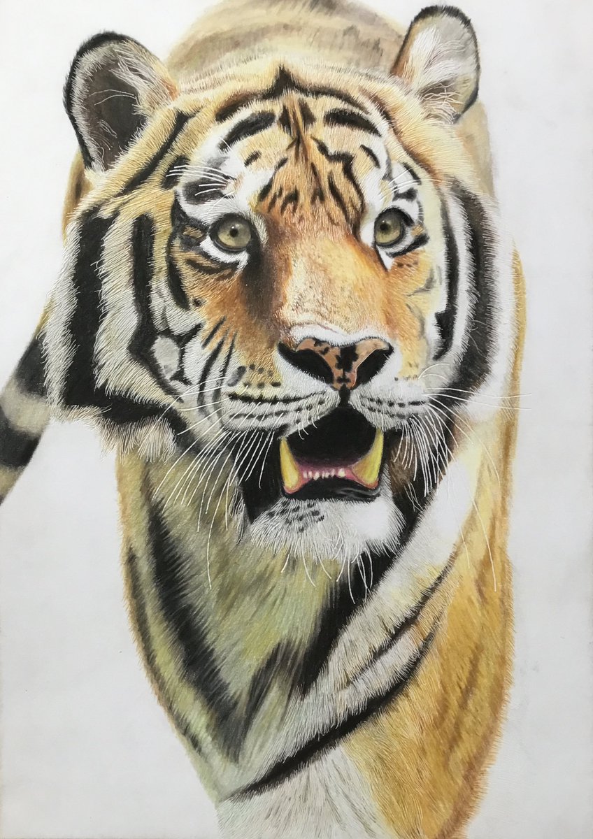 色鉛筆で描いたトラ