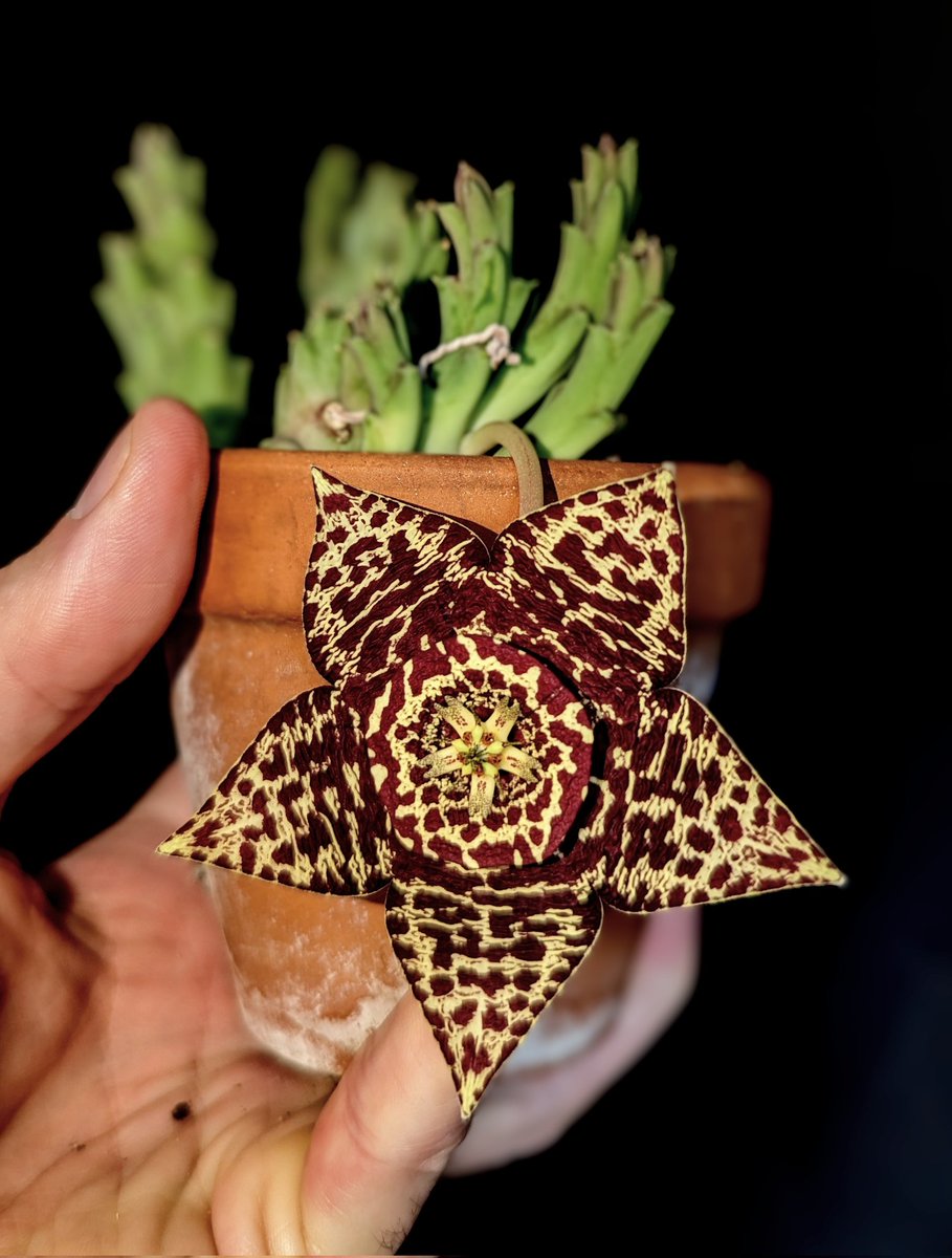 Today my Orbea succulent sent a star out into the world: