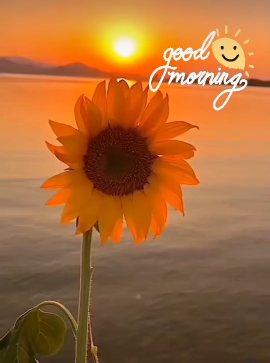 Good morning Friends 💛 Wishing all a Blessed day