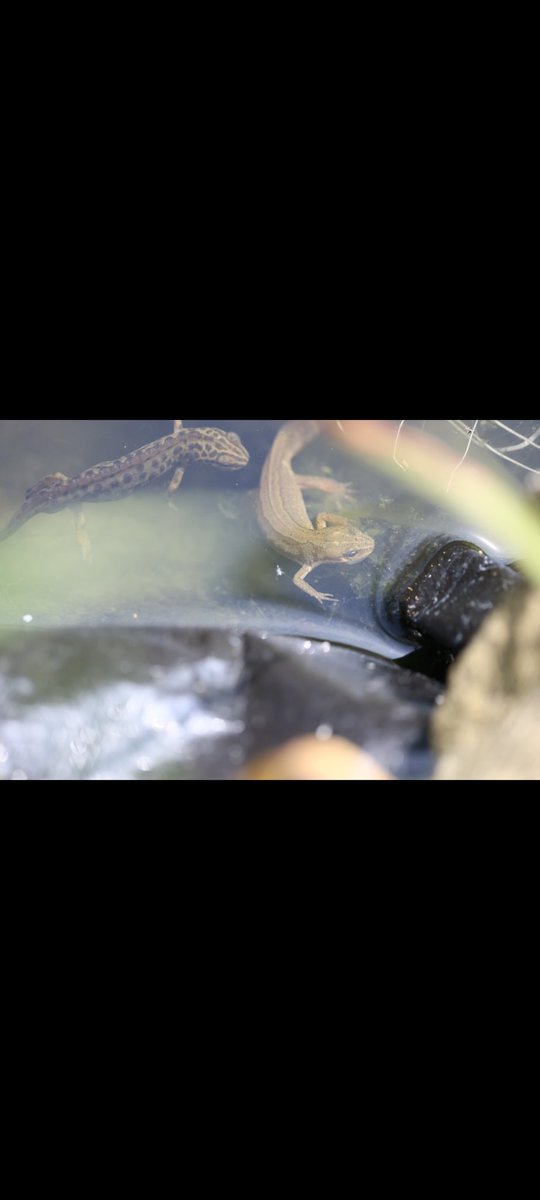 Lots going on in the wild pond this morning. To small to capture with camera but several this years tiny newts observed. <a href="/SussexARG/">Sussex ARG</a> <a href="/SussexWildlife/">Sussex Wildlife Trust 🦔</a> #NaturePhotography #gardenwildlife