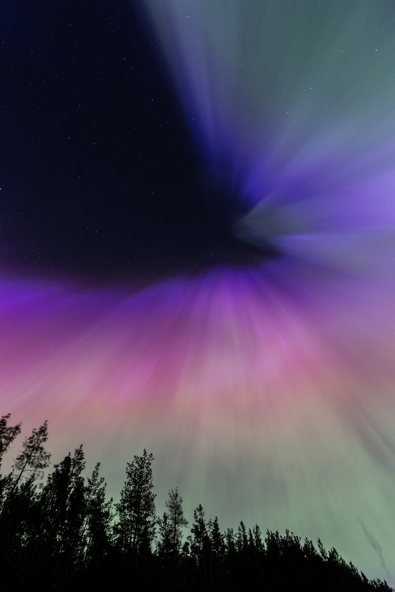 Mans favorīts. 
Carnikava, 11. V. 2024.