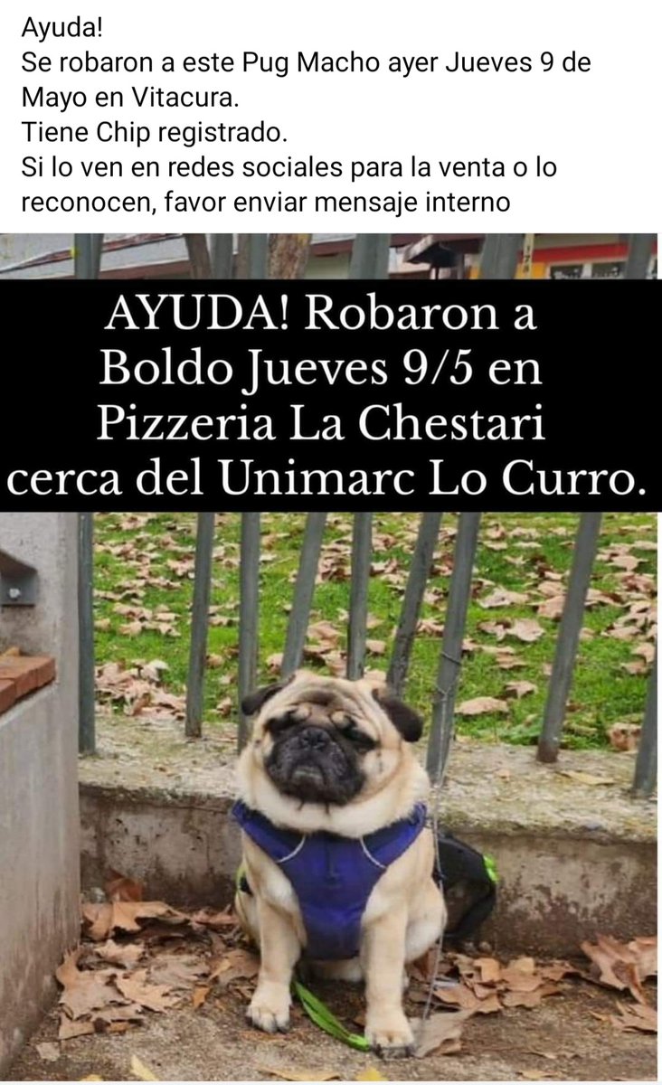 diputada_yovana's tweet image. SE BUSCA !! #URGENTE #ROBADO en #SANTIAGO @AnimalParaiso @callejeritosDLV @carolinapinoc @CsvChile @FavetUchile @fucancl @Fundacion_CIMA @KarendTV @kattykowaleczko @tvmascotascl