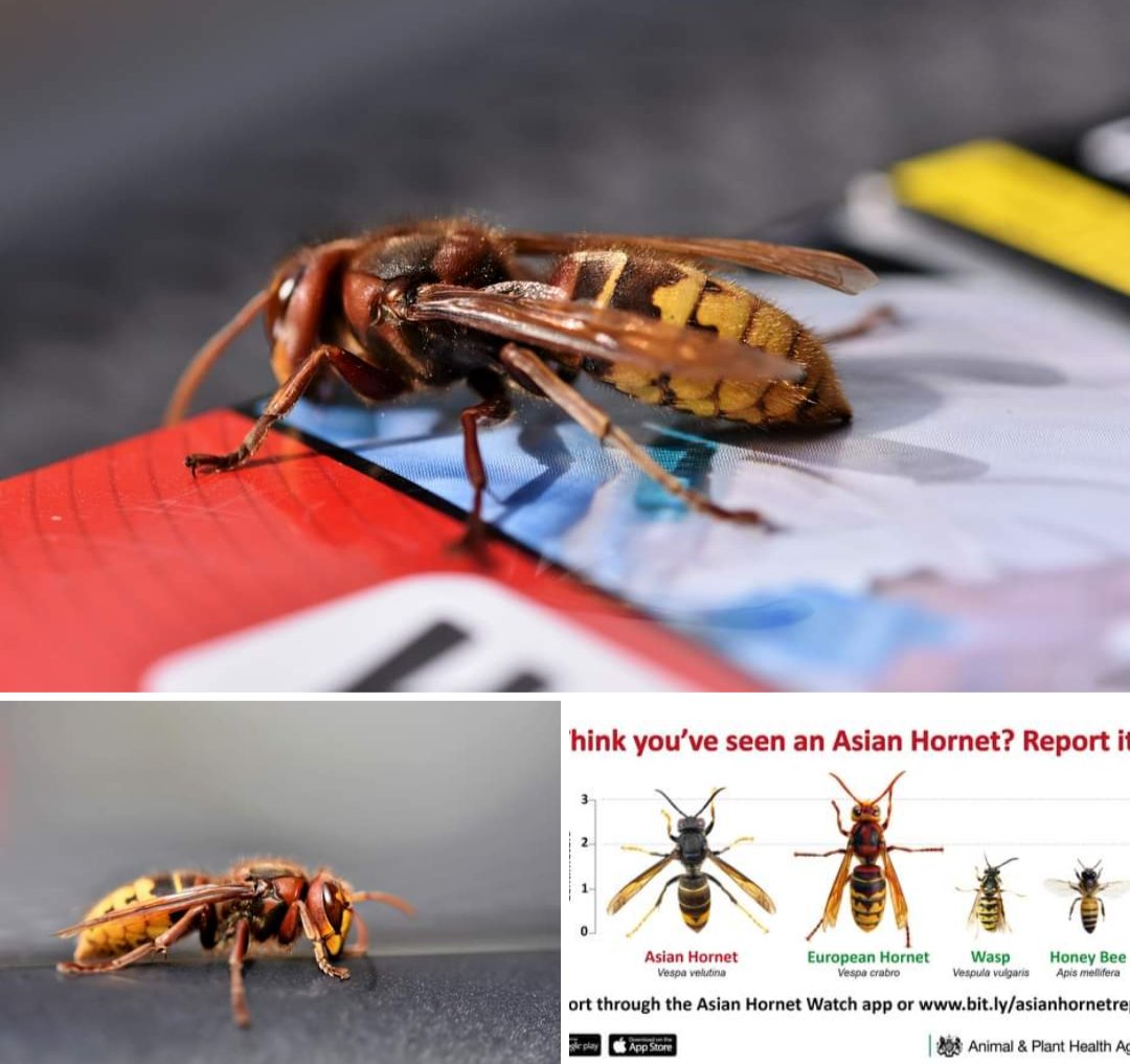 European hornets (Vespa crabro)

European hornets are a native species, often called gentle giants, they are not a risk to pollinators. Please leave them alone.
See comparison image. 
The yellow-legged Asian hornet is a threat and needs reporting using the Asian Hornet Watch app