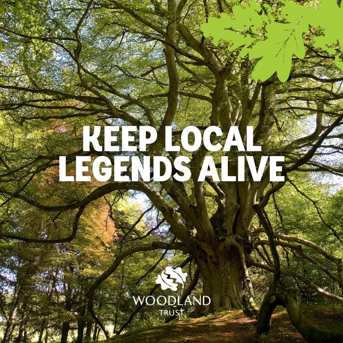 🌳 #AncientTrees have no automatic right of protection in the UK. We're working to change that. 👉 Add your voice to our campaign and help us protect our #LivingLegends: bit.ly/3Ov9uSR
