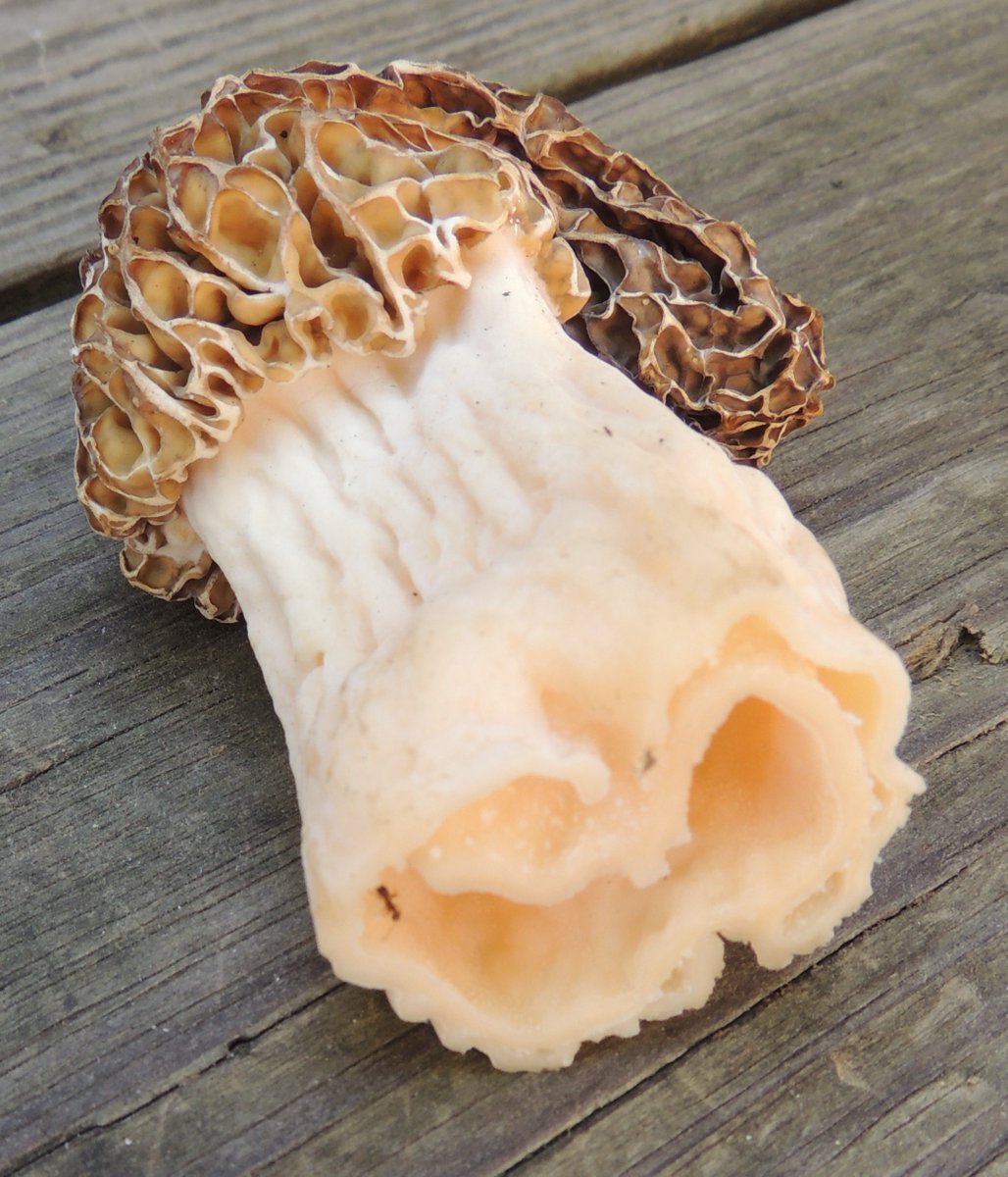 Found this little guy growing in my yard today :)
'Bon appetit'
#morel #morelmushroom #mushroomhunting
Lincoln NE 68521 May 11, 2024
Cherry and pear tree stumps nearby.  Also live ash, maple, oak, peach, spruce, and cherry trees nearby.