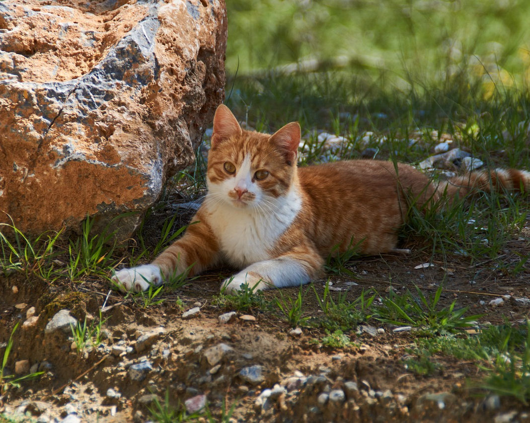 I had to come a long way before I found this big stone that harmonizes with me.🐈