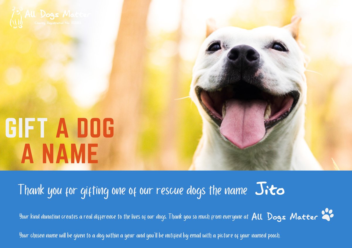 Day 59 of 100! We have just named our 59th rescue dog “JITO”. After @jito_sol 41 More Rescue Dogs to Go! 🐶 #Charity @AllDogsMatter @boden4pres #100dogmission #ForAda #TolysDog $ADA #MemeCoinSeason #meme #memecoin #Defi #SolanaCommunity #SolanaMobie #JITO $JITO 

*PLEASE NOTE