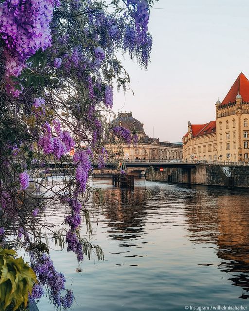 Pretty Wisteria is blooming in Berlin.
Instagran/wihelminaharker.💙