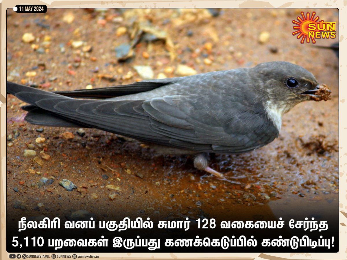 #Photos | நீலகிரி வனப் பகுதியில் சுமார் 128 வகையைச் சேர்ந்த 5,110 பறவைகள் இருப்பது கணக்கெடுப்பில் கண்டுபிடிப்பு! #SunNews | #Nilgiris