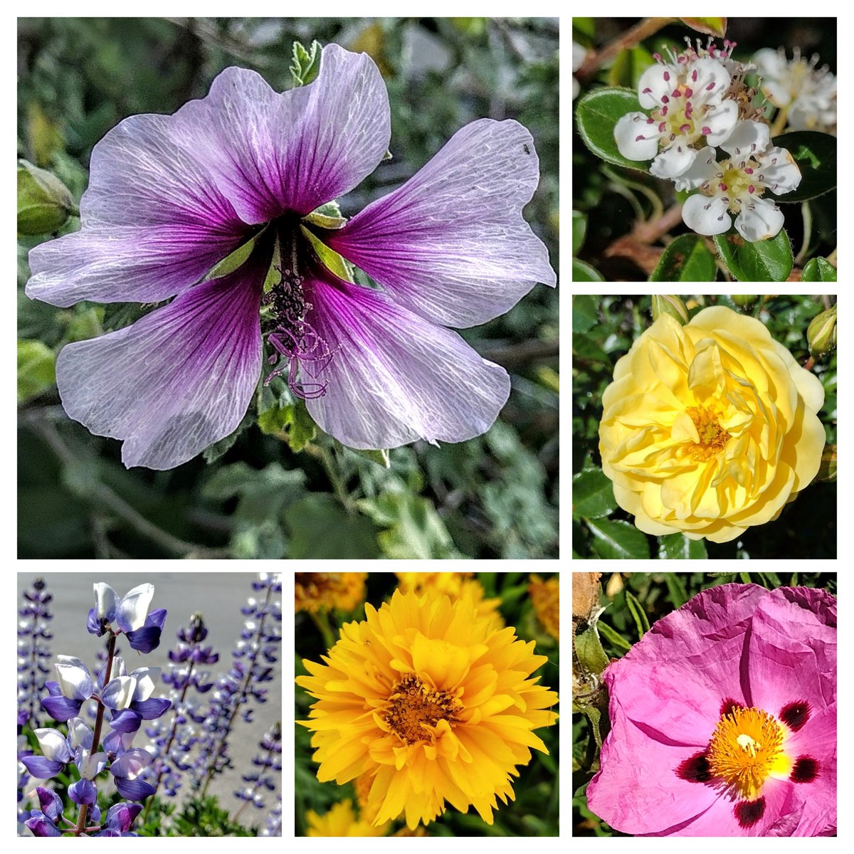 #SixOnSaturday 
#FlowerReport:

From San Jose and Gilroy, California this week.