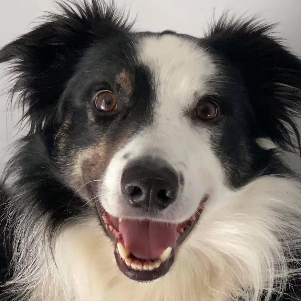 🖤AVAILABLE FOR ADOPTION 🖤 7 year old COOPER asked us to post this close up photo as he knew someone would fall in love with him if we did...is he right ???