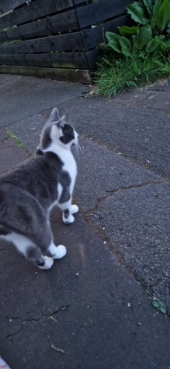 Does this cat belong to anyone? 
Very friendly and vocal.
Close to the deers leap? 
#cwmrhydyceirw #morriston
#cat #missingcat