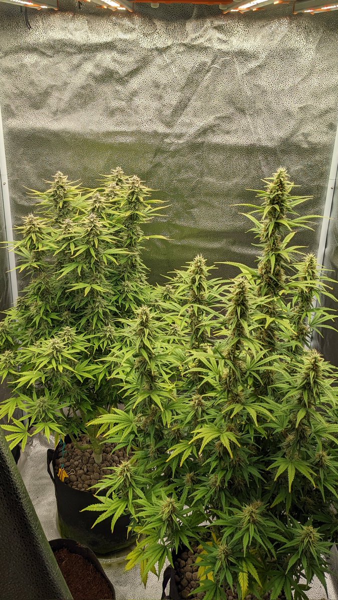 Runtz Autos are looking good 👍 Was on the fence about autos but, been actually enjoying them 🤷‍♂️ Who knew? Starting some others later today methinks #GrowYourOwn #CannabisCommunity