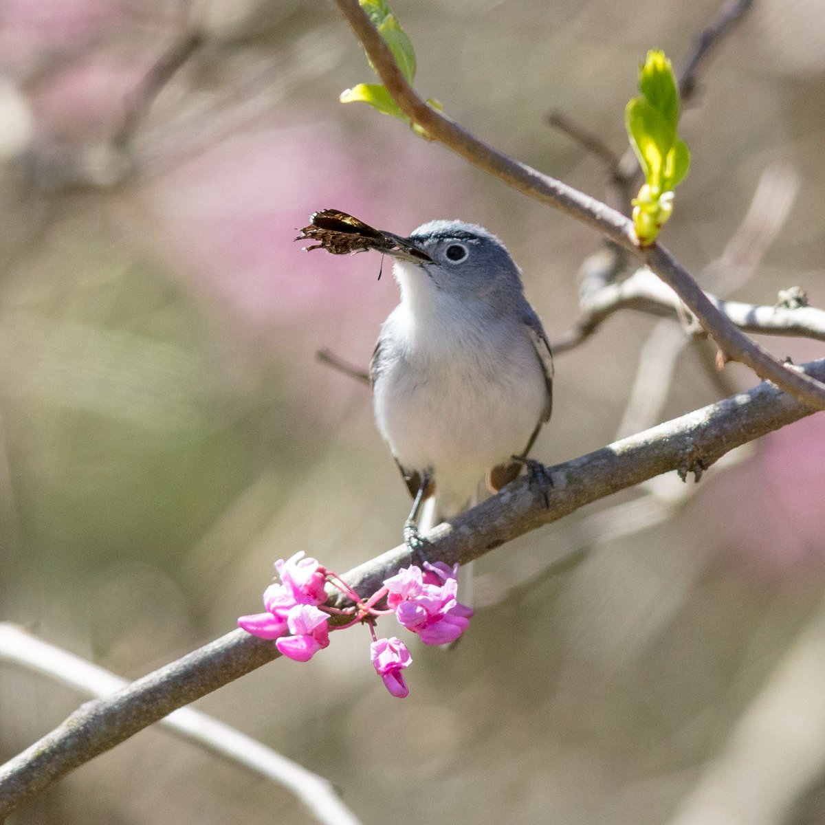 #MigratoryBirdDay is a global campaign to raise awareness of the importance and wonder of migratory birds and to encourage efforts to conserve them. Help out our feathered friends by reducing pesticide use and maintaining areas of native vegetation. The birds will thank you!🐦