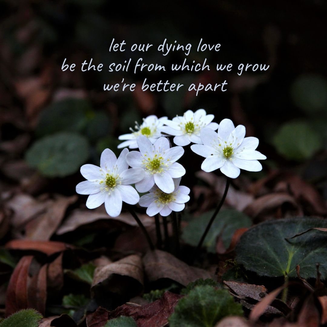 let our dying love
be the soil from which we grow
we're better apart

Image by dae jeung kim (buff.ly/3xZVmf7) from Pixabay

#dailyhaiku #dailypoem #haiku #madewithpixabay #poem #poetry #poetrycommunity #sglit #sgpoetry #singlit #writer #writing #writingcommunity